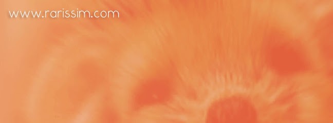 RARISSIM - Favorel Jennifer, Concepteur de Sites Web à Gurcy-le-Châtel