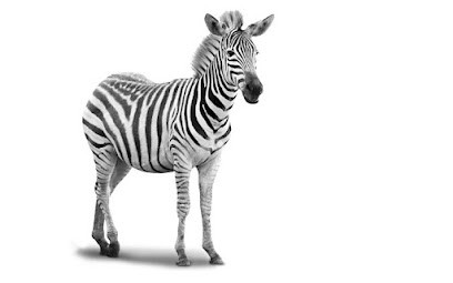 Le Zèbre Informatique, Concepteur de Sites Web à Orange