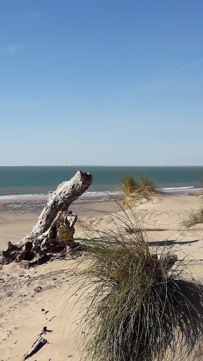 Scrapy Ninja, Concepteur de Sites Web à Soulac-sur-Mer