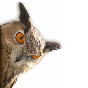 Olilo, Concepteur de Sites Web à Villes-sur-Auzon