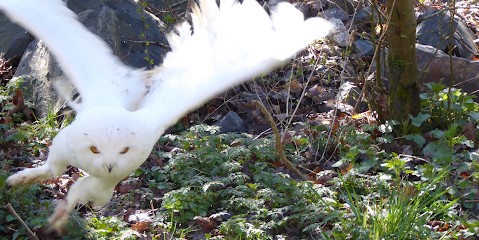 Owl, Concepteur de Sites Web à Melesse